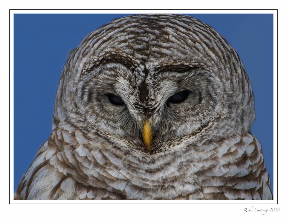 barred owl 6 copy.jpg